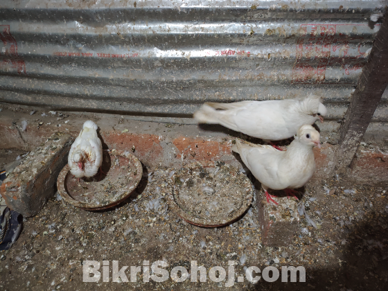 এক জোড়া রানিং বোম্বাই বিক্রি করা হবে